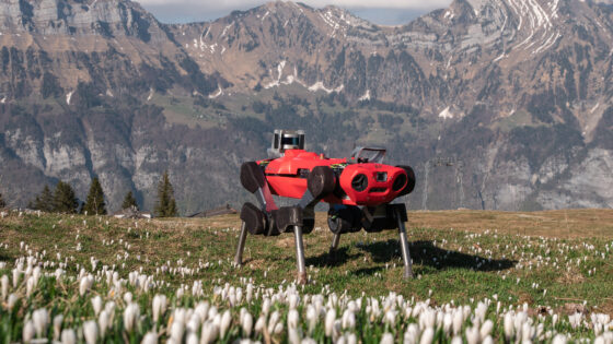 ANYmal robot locomotion capabilities in unstructured natural terrain